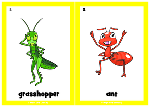 insect-flashcards