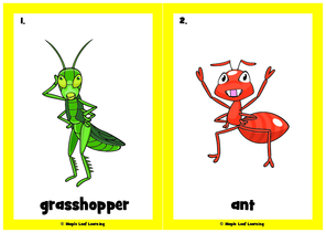 bugs-song-flashcards