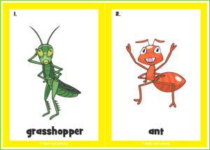 Insect Flashcards